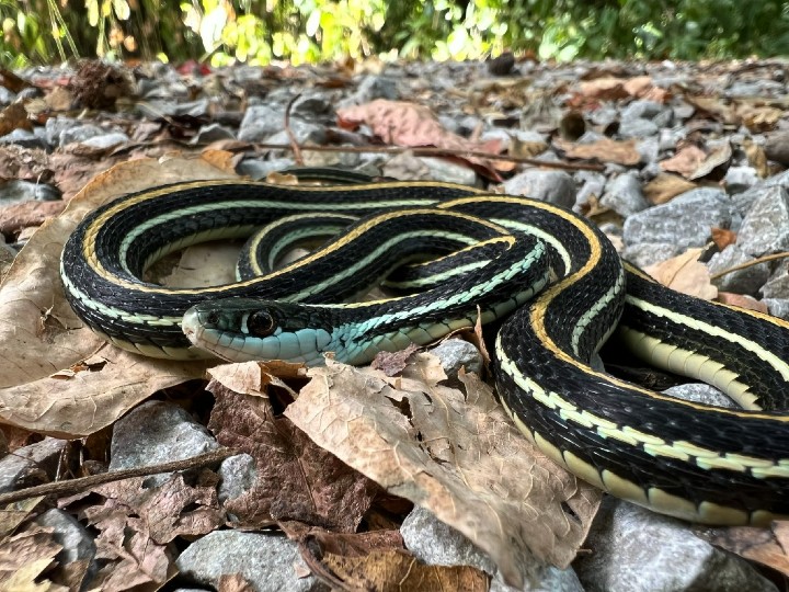Western Ribbon Snake
